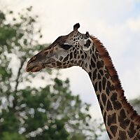 Swahili made easy: A podcast for Busy Swahili learners