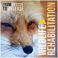 Wildlife Rehabilitation: From Rescue to Release