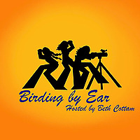 Birding By Ear