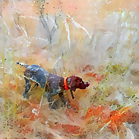 Dog Trainer Confidential