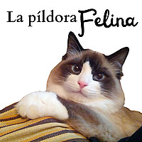 La P&iacute;ldora Felina Entiende y cuida mejor a tu gato