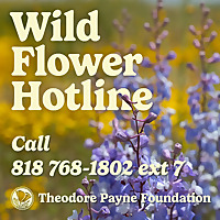 Theodore Payne Foundation Wild Flower Hotline