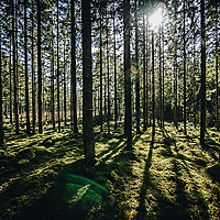 From The Forest