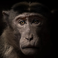 Animal Rights: the Debate