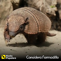 Considera l'armadillo