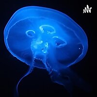 Deep Marine Scenes