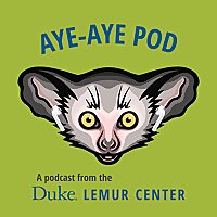 Aye-aye Pod