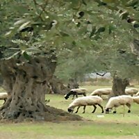 The Olive Grove Podcast