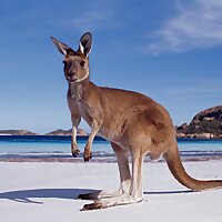 Kangaroo Song