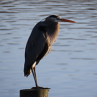 Bird Brain Trivia