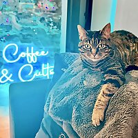 Coffee & Cults: Everything You Don't Know About Hollywood