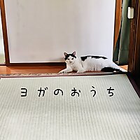 ヨガのおうち〜ヨガ講師による笑いと癒しの四方山話。