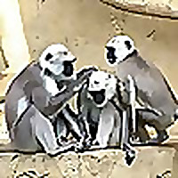 The Chatty Chimp