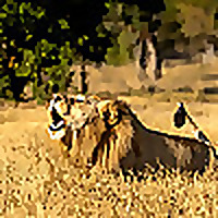 Londolozi Blog » Lion