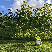 Pondering Parenthood