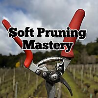 Soft Pruning Mastery