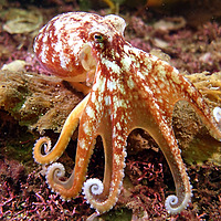 P1_TheOctopus? | Secrets of the Octopus ?✨ ? Are they aliens from another world??