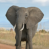 Elephant Jungle Sanctuary Blog