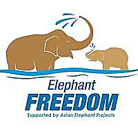 Elephant Freedom Project Chiang Mai Thailand Blog