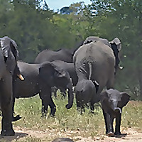Elephant News