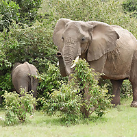 The Elephant Aware Blog