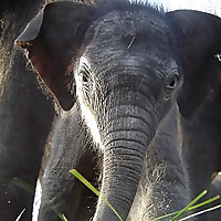 International Elephant Foundation Blog