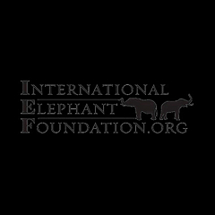 International Elephant Foundation Blog