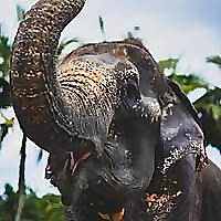 Aonang Elephant Sanctuary Blog