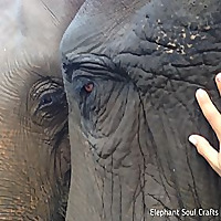 The Elephant Soul » Help Captive Elephants