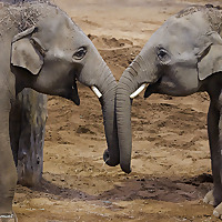 Cincinnati Zoo & Botanical Garden » Elephants