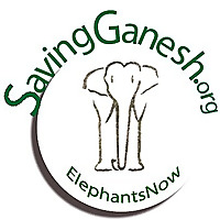 Elephants Now Blog