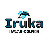 Iruka Hawaii Dolphin Blog