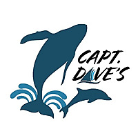 Capt. Dave&#39;s Dana Point Dolphin & Whale Watching Safari Blog
