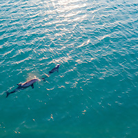 Dolphin Family Tours Blog