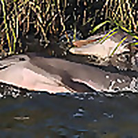 Beaufort Dolphin Adventures Blog
