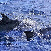 BigWili Water Adventures Blog