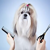 Paragon School of Pet Grooming Blog