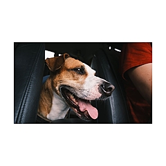 ABK Grooming Blog