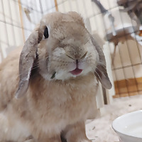 Cuzrabbits Blog