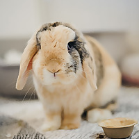 Emerald City Rabbitry Blog