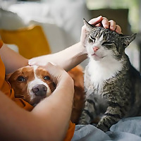 House Sitters Canada Blog