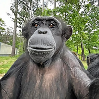 Chimp Haven Blog