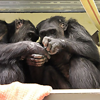 Chimpanzee Sanctuary Northwest Blog