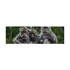 Bushbabies Monkey Sanctuary Blog