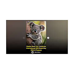 Wild Koala Day Blog