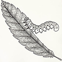 UMD Entomology News