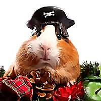 Squeaks and Nibbles » Hamster