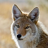 Wildlife Biology