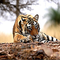 Ranthambore National Park Blog