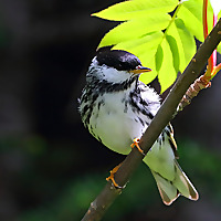 Birds and Nature North America